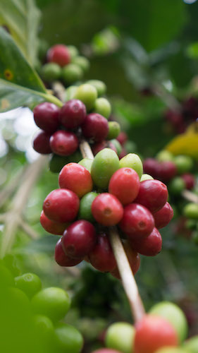 Y:BERUFLICHCafé Cerezaecommerceartikelfotos_wawikaffee espressoecuadorDSC05530.jpg